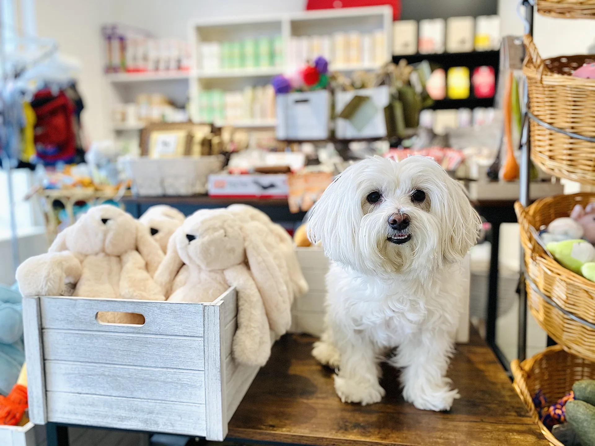 About us hero section background image showing a maltese terrier dog looking into the camera next to dog toys. 