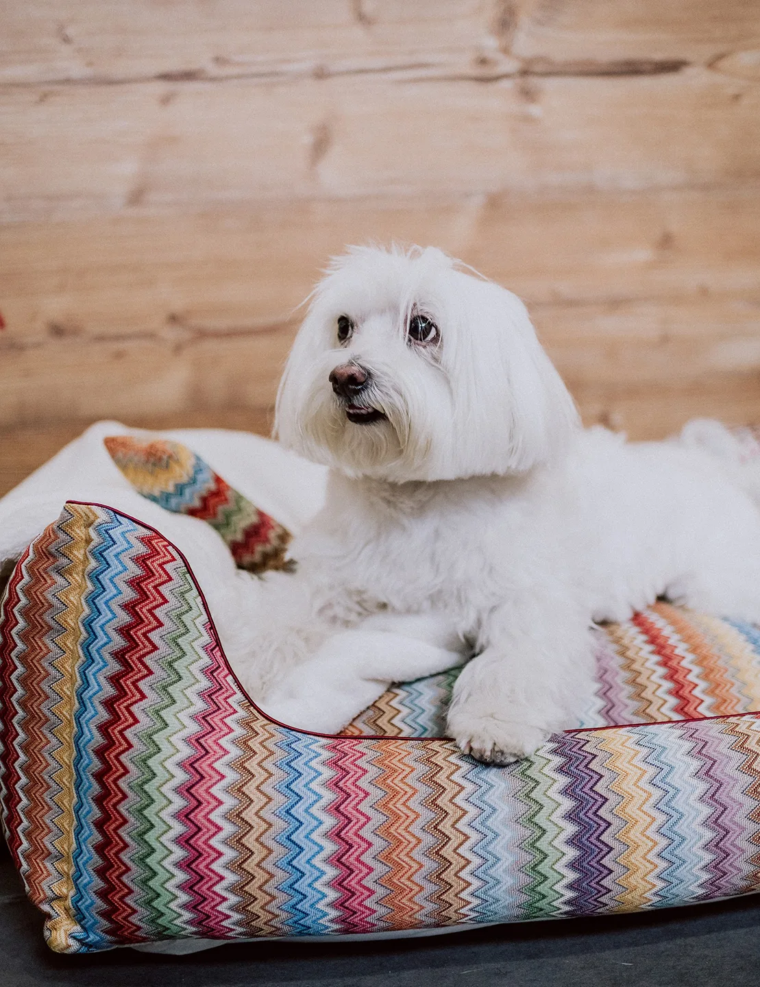 Landing page hero section background with a maltese terrier dog sitting on a premium dog bed.